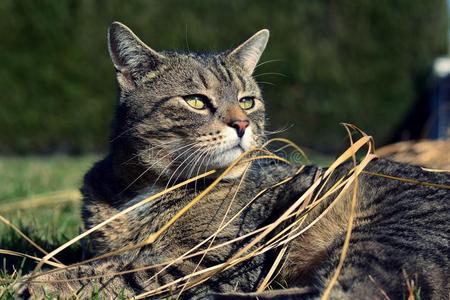 骄傲的猫