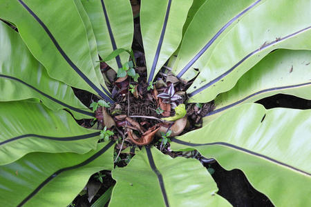 热带蕨类植物图片
