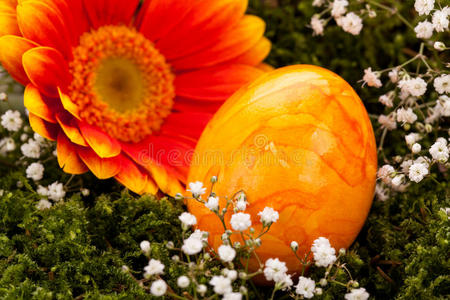 鲜艳的橙色复活节彩蛋，有非洲菊和玫瑰