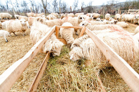羊在当地农场吃草