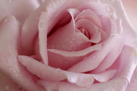 浪漫粉红玫瑰
