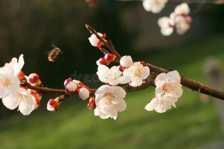 杏树枝