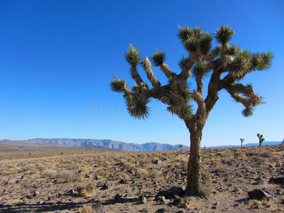 旅游业 短叶 热的 沙漠 旅行者 美国人 加利福尼亚 西南