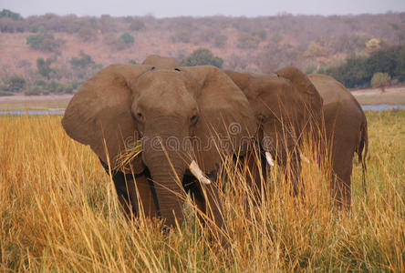 大象在乔贝河畔吃草