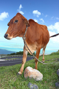 棕色奶牛的近景图片