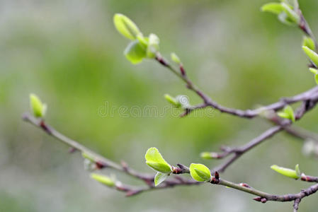 春天树上的嫩芽