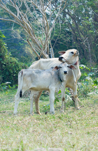 牛犊