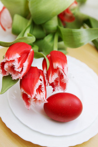 红鸡蛋和郁金香