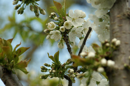 樱桃白花