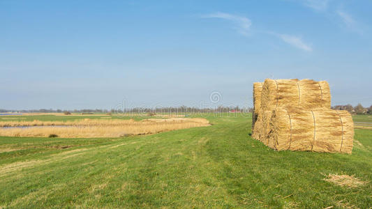 农田上有茅草的荷兰风景图片