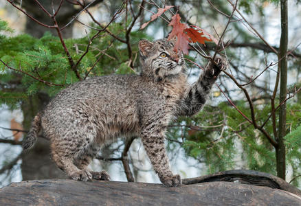 山猫小猫在木头上玩树叶照片