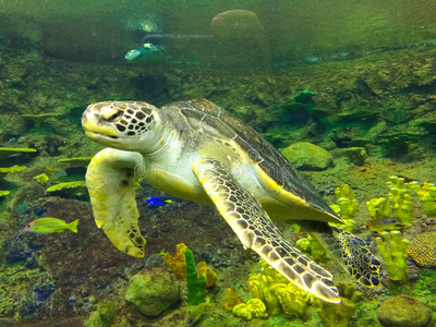 水下水族馆海龟