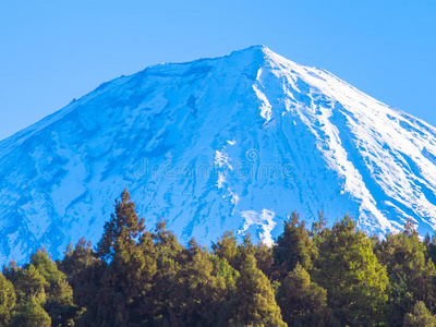 森林和美丽的富士山白雪皑皑的蓝天