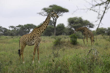 两只长颈鹿在吃草图片