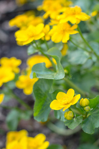 黄花金丝桃