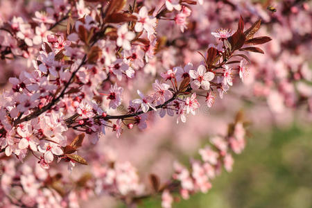 背景模糊的苹果树粉色花朵