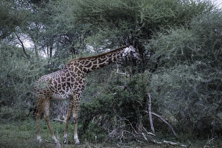 长颈鹿在相思树上觅食
