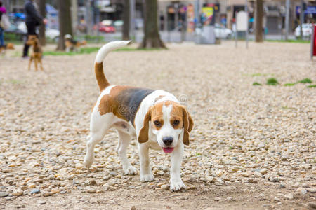 公园里的小猎犬