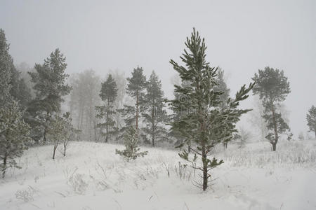 冬季森林雾景图片
