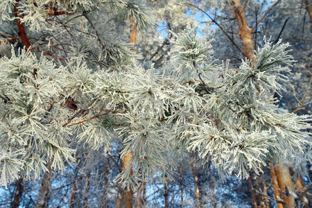 白霜覆盖的松枝