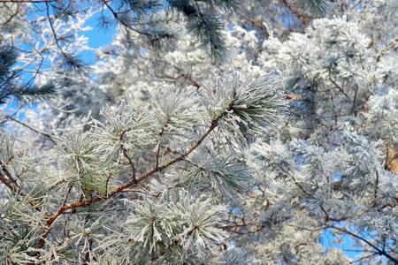 白霜覆盖的松枝