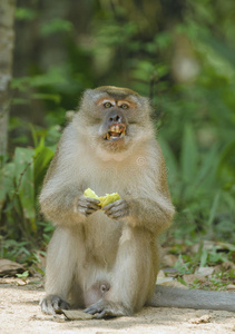 大多数社会灵长类动物图片