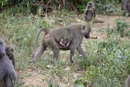 新在坦桑尼亚母狒狒抱着新生儿照片