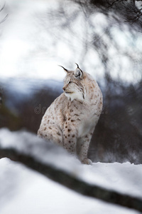 山猫坐在雪地里