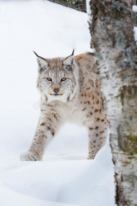 潜入雪地的欧洲猞猁