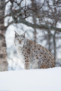 山猫在寒冷的冬天坐在雪地里