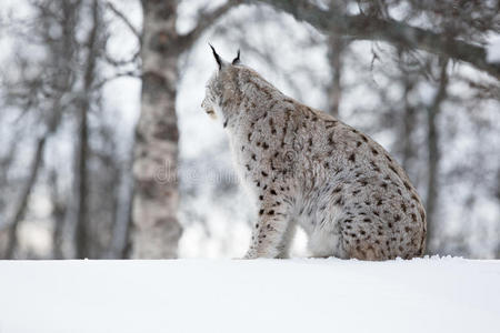 山猫在雪地里爬来爬去