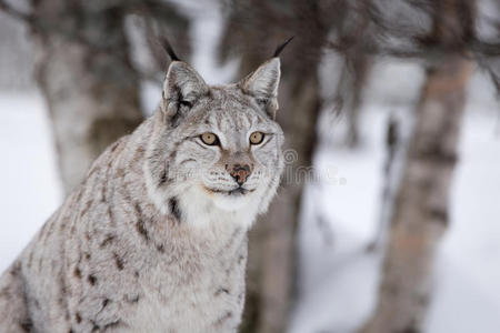 冬天森林里骄傲的山猫