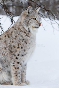 山猫坐在树下