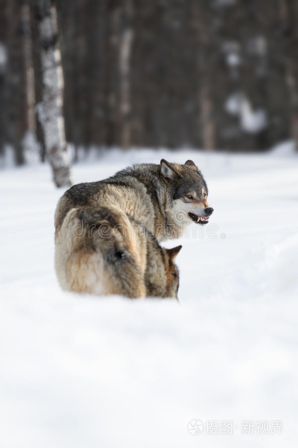 雪地里的两只愤怒的狼