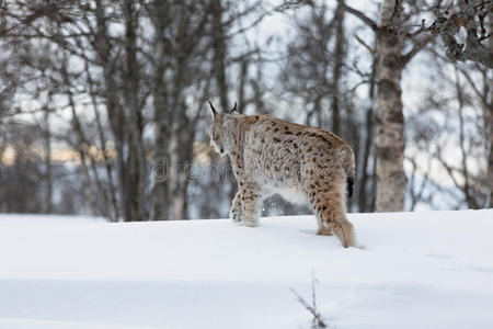 欧洲山猫在雪地里行走