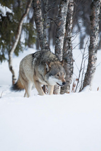 一只狼潜入森林