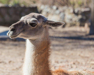 阿根廷 哺乳动物 动物 毛皮 微笑 羊毛 面对 颜色 农场