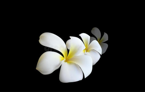 柔和的白色兰花象征着放松