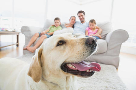 幸福的一家人坐在沙发上，他们的宠物黄色拉布拉多在前景