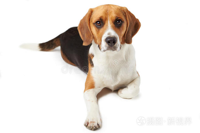 白底比格犬的工作室肖像画照片 正版商用图片1artx8 摄图新视界