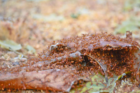 蚁丘 蚁巢 地标 自然 白蚁 风景蚁巢蚁巢蚁巢蚁巢树上的蚁巢红蚂蚁用