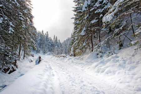 冬季森林中的地面道路图片