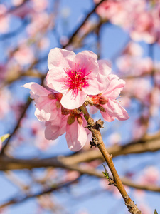 春花系列，粉色桃花盛开