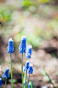 麝香花