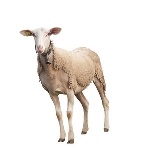 红油耳片耳片隔离羊照片