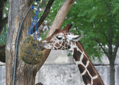 动物园里可爱的长颈鹿在喂食