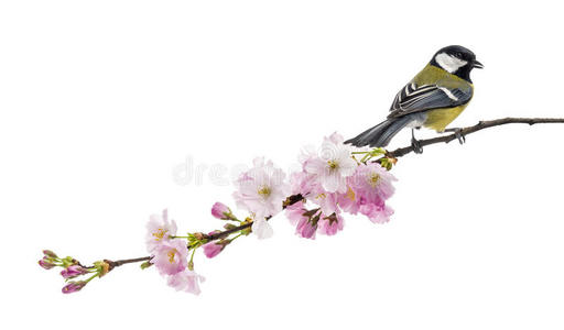 栖息在一开花枝上的大山雀，小山雀，孤立的o