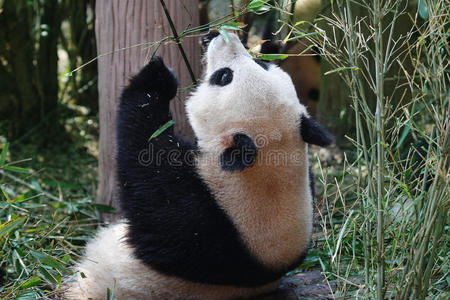 瓷器 巨人 竹子 可爱的 文化 动物 自然 种族 哺乳动物