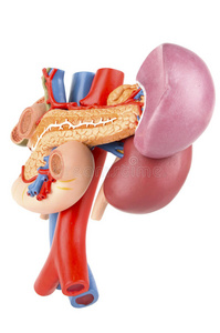 肾后脏器模型