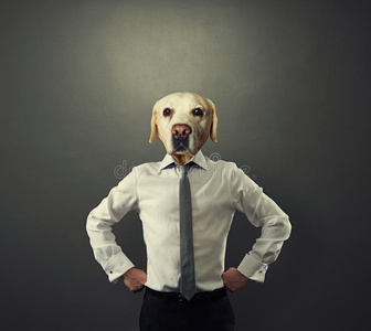 灰色狗头表情包图片